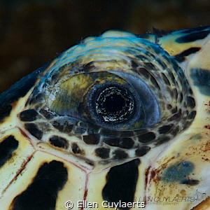 Wisdom
Detail of a hawskbill turtle's eye by Ellen Cuylaerts 